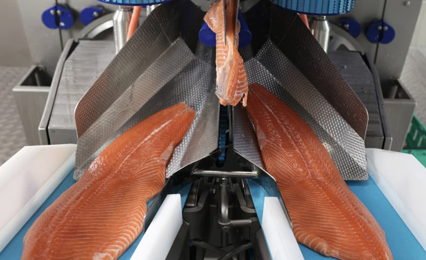 MAREL: LA MS 2750 INAUGURA UNA NUEVA ERA EN EL FILETEADO DE SALMÓN